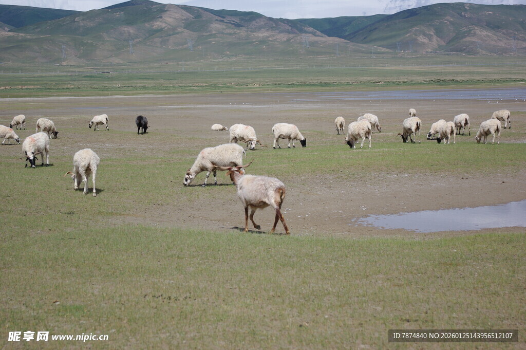 草原羊群悠然觅食