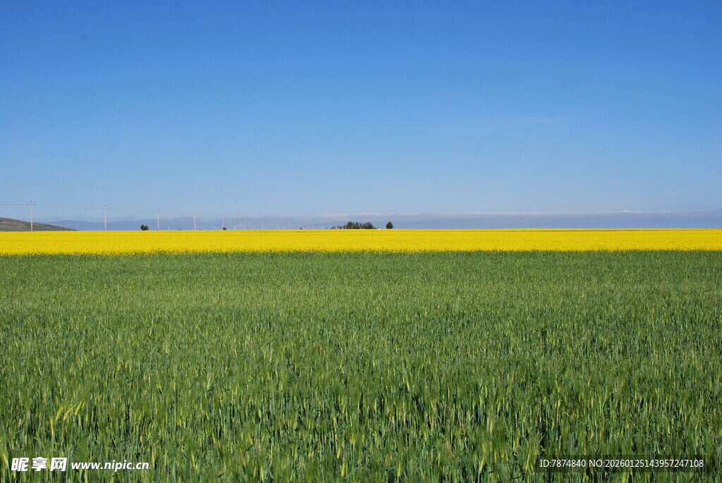 金黄油菜花田与绿田相接