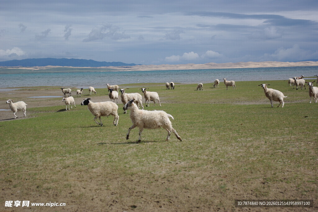 草原上的羊群