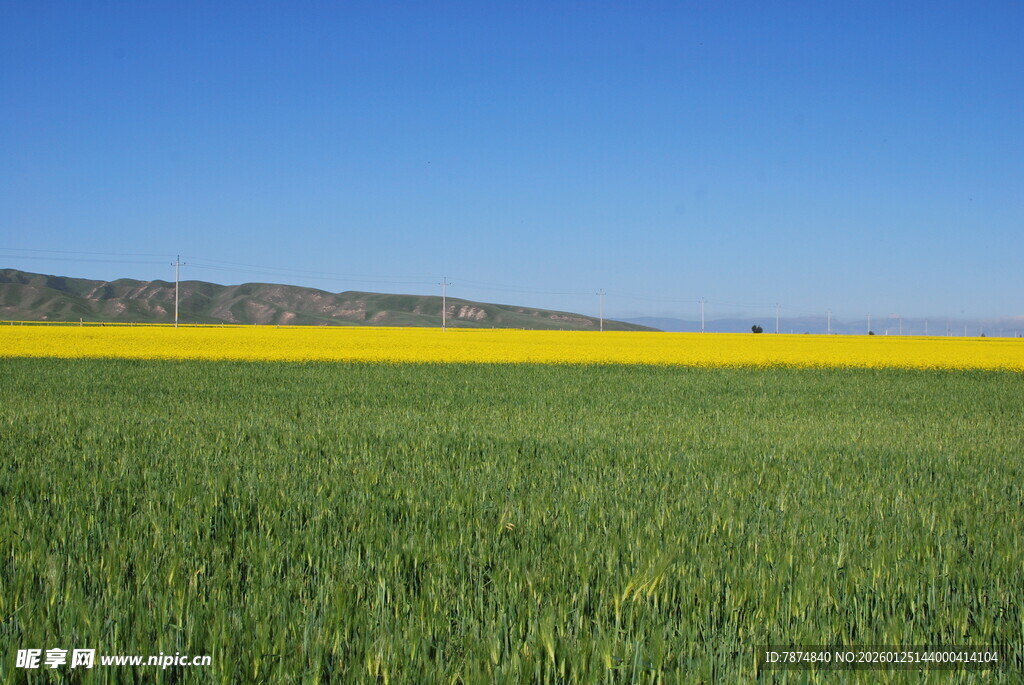 春日田野油菜花与绿地