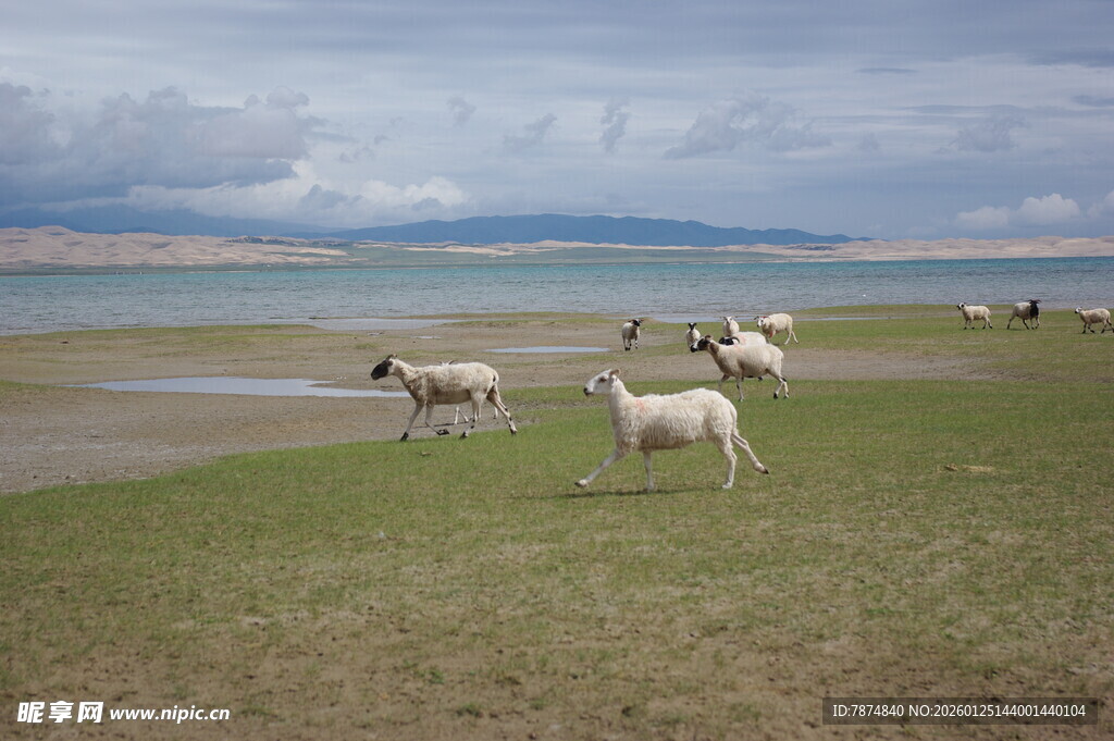 草原上的羊群与广阔风景