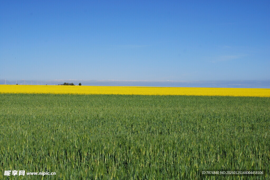 广袤田野间的黄绿交织