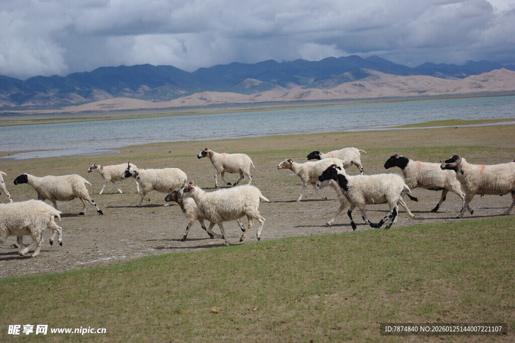 湖畔羊群漫步