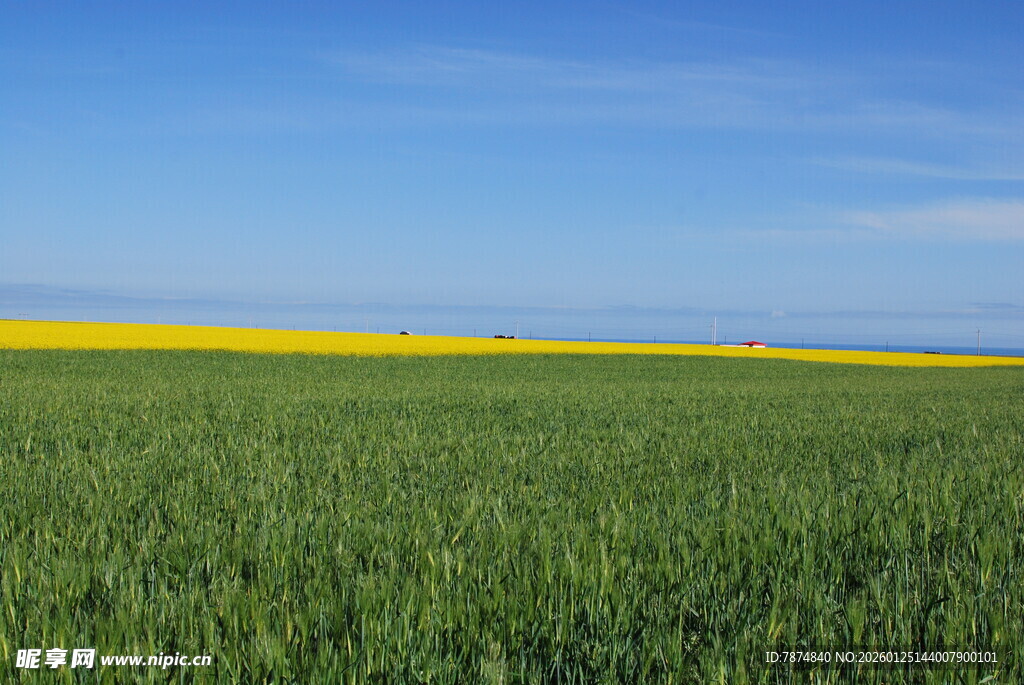 广袤田野中的黄绿相间美景