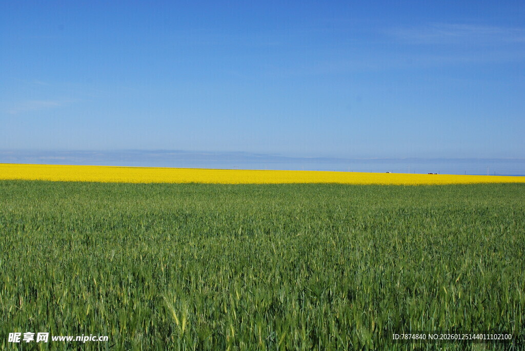 广袤绿野中的黄色花带