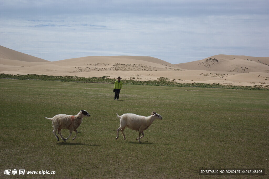 草原上的牧羊人与两只羊