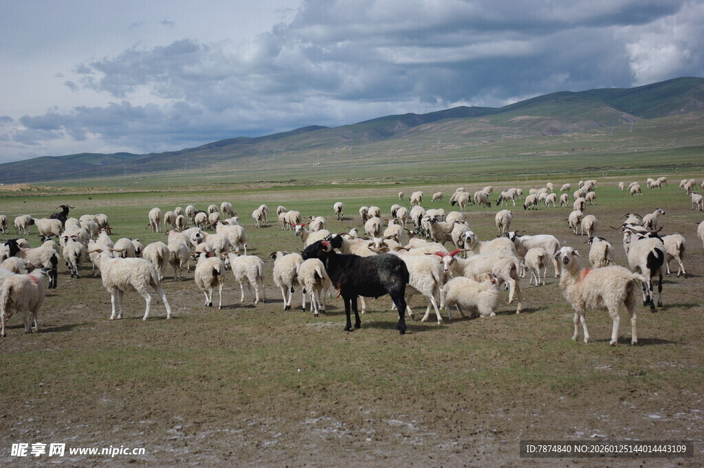 草原上的牧人与羊群