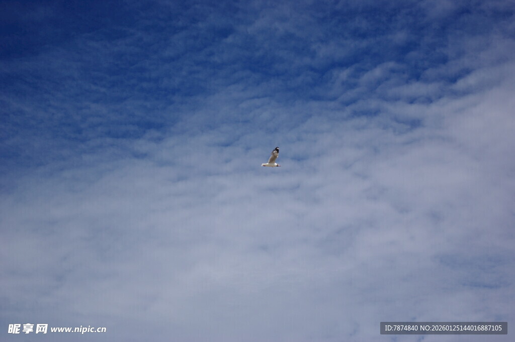 天空中飞翔的孤独小鸟