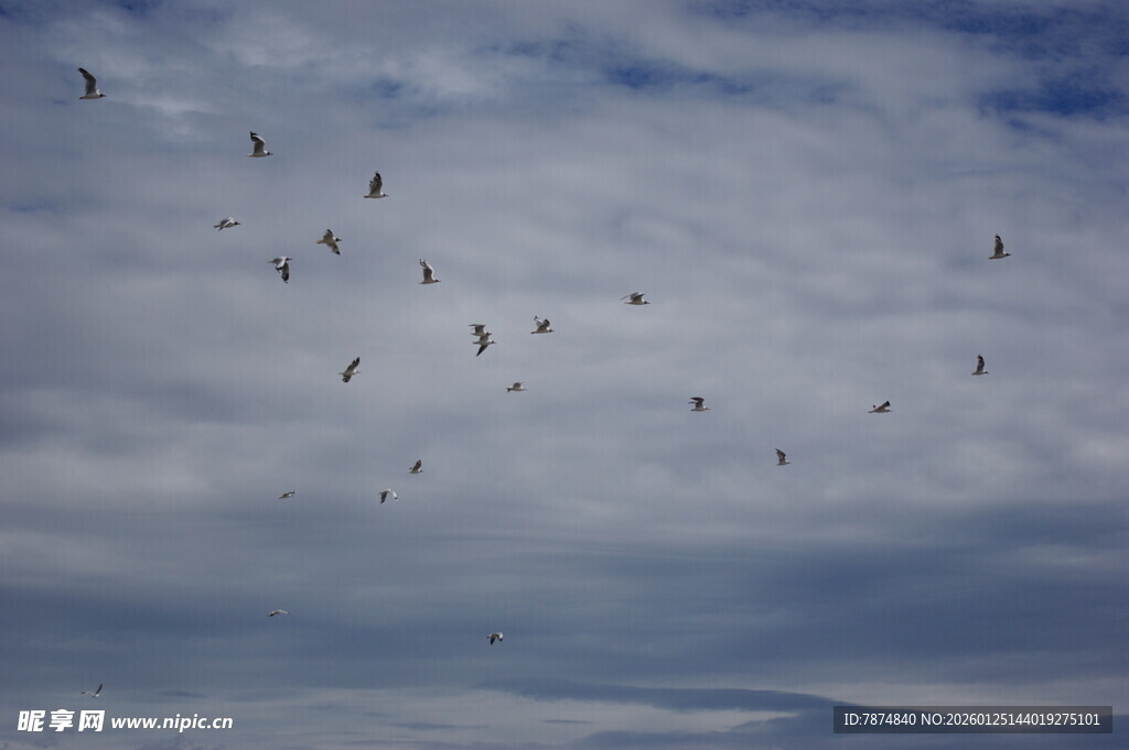 天空中飞翔的鸟群