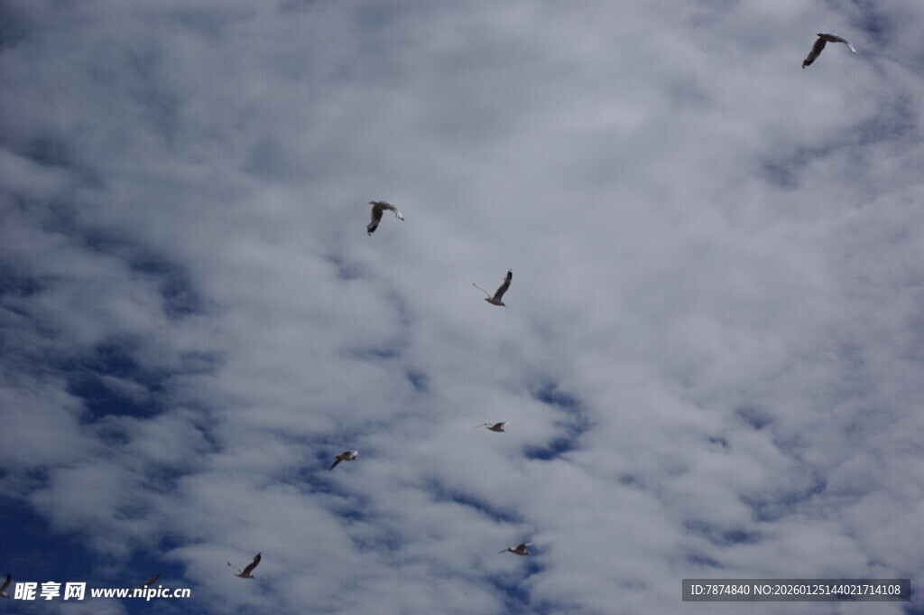 天空中飞翔的鸟儿