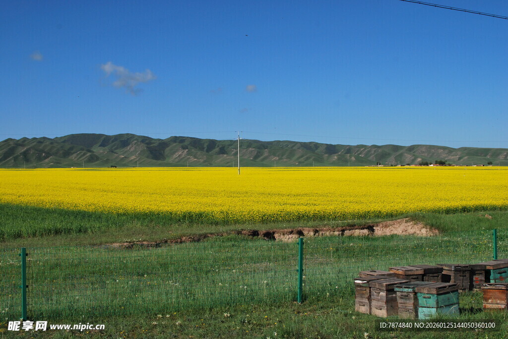 金黄油菜田边的小屋
