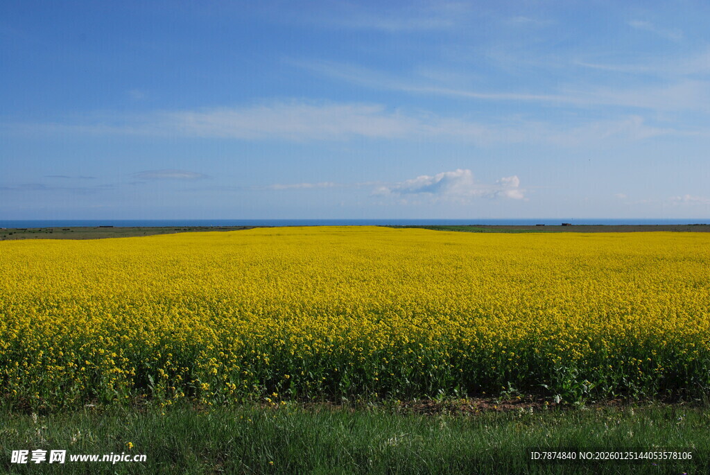 金黄油菜田 蓝天美景