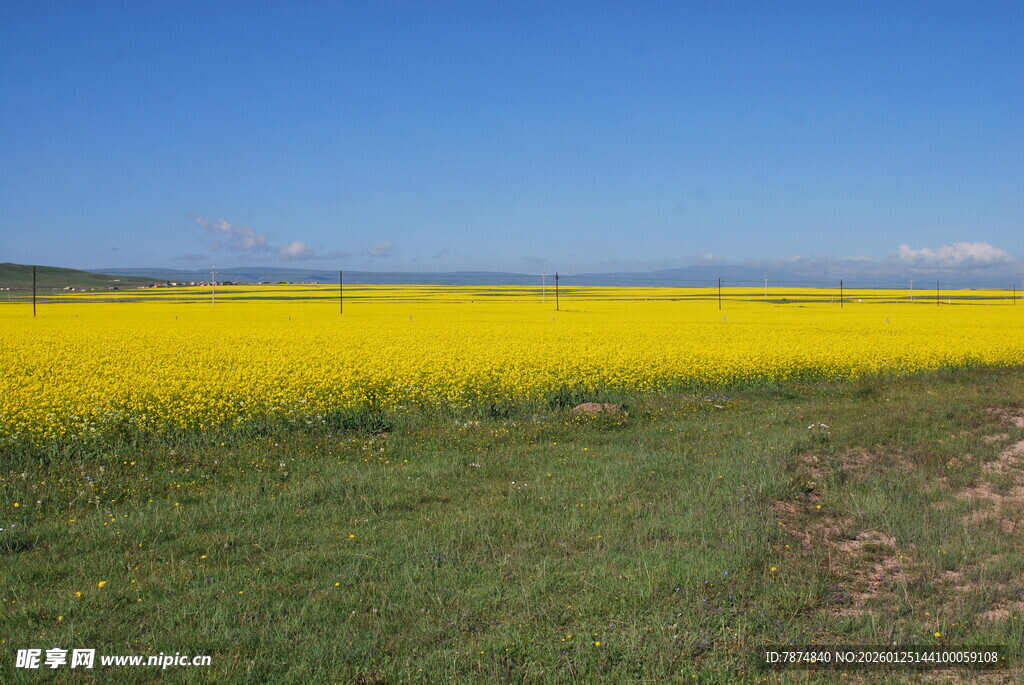 金黄油菜田 绿野蓝天景