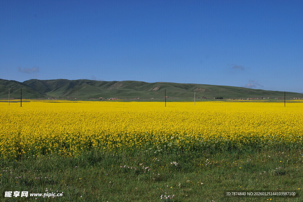 金黄油菜田 蓝天青山景