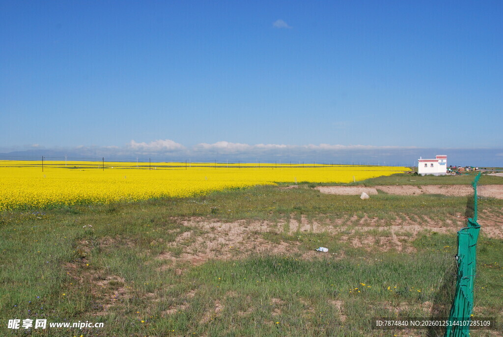 金黄油菜田与翠绿田野风光