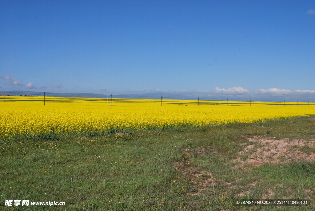 金黄油菜花海 绿野蓝天