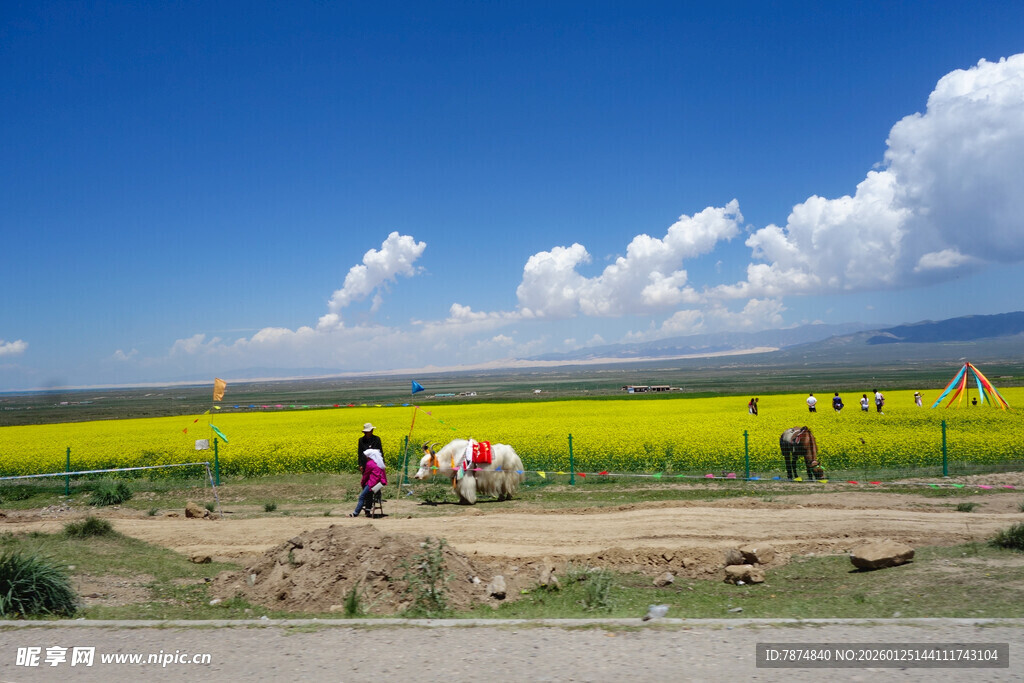 草原花海游人赏景