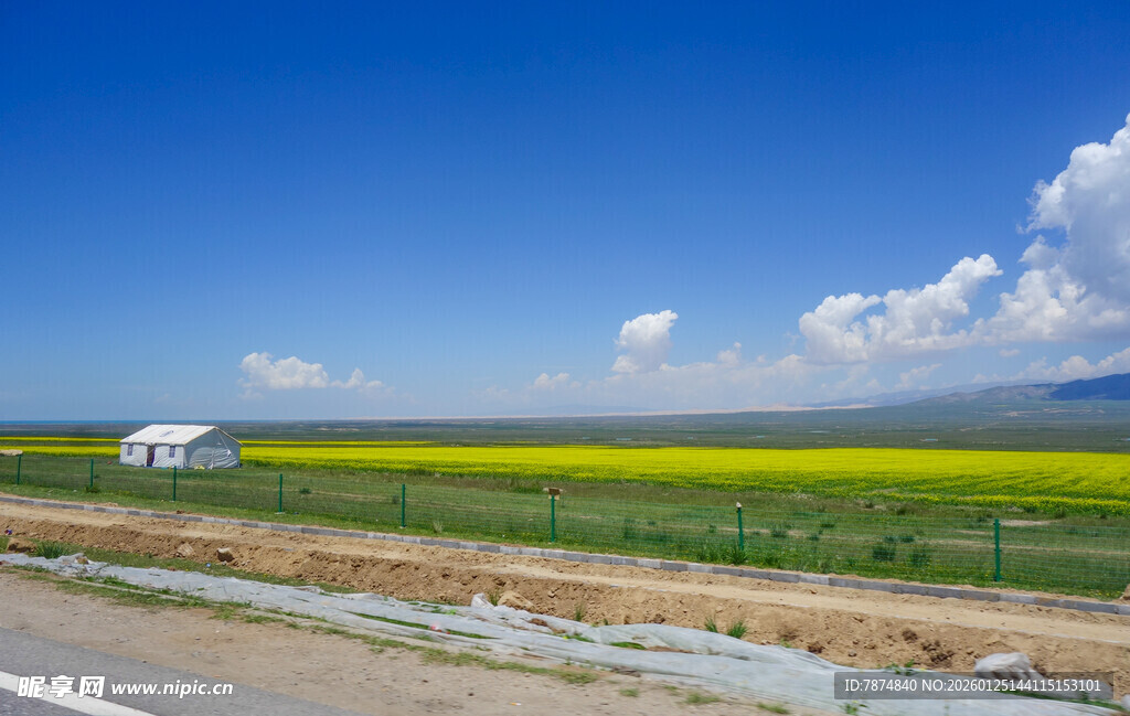 草原公路旁的绚烂花海