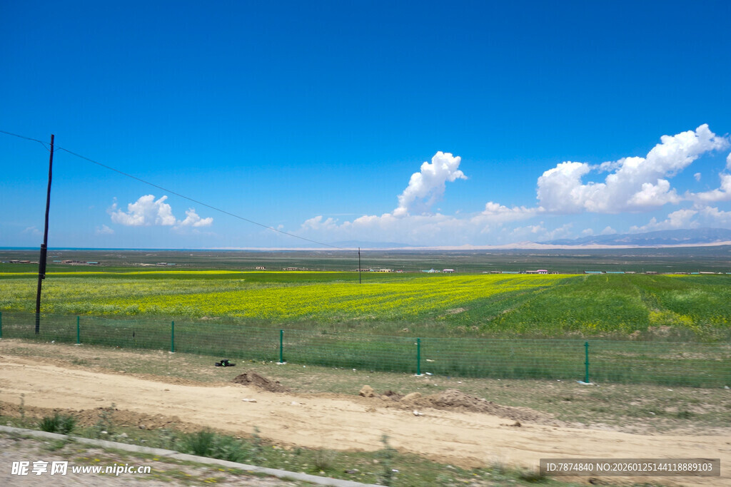 田野风光 蓝天黄花美景