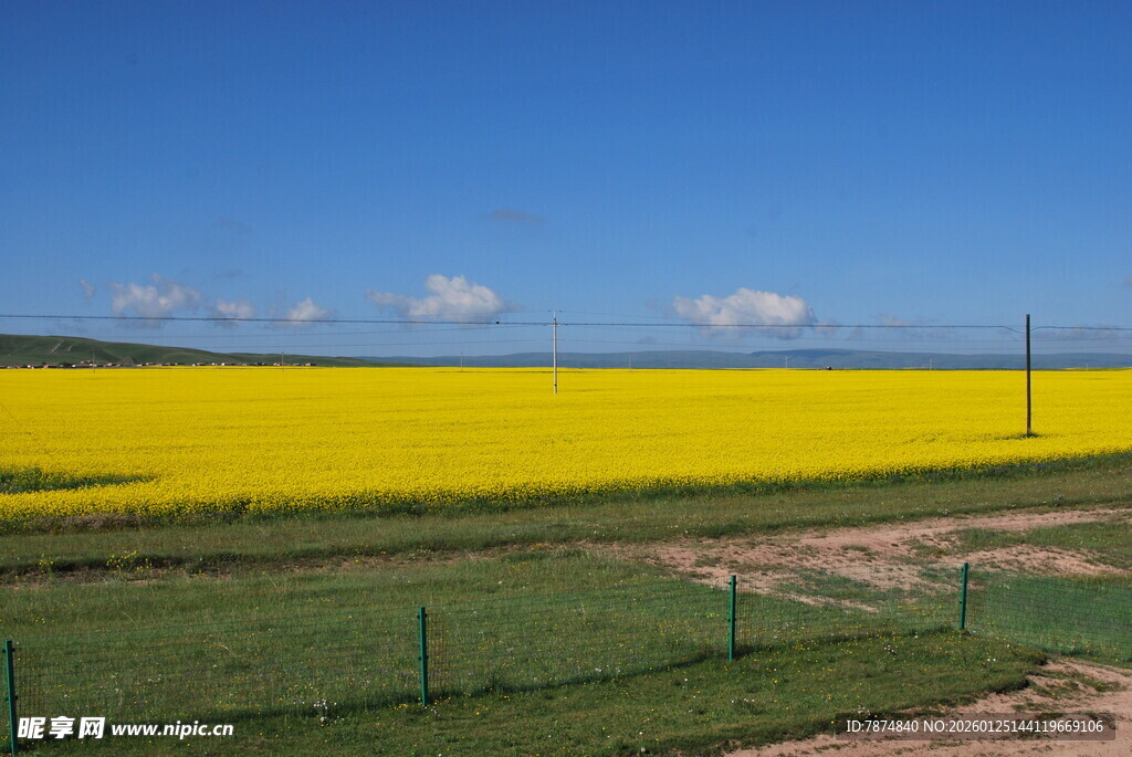 金黄油菜田 田园风光美