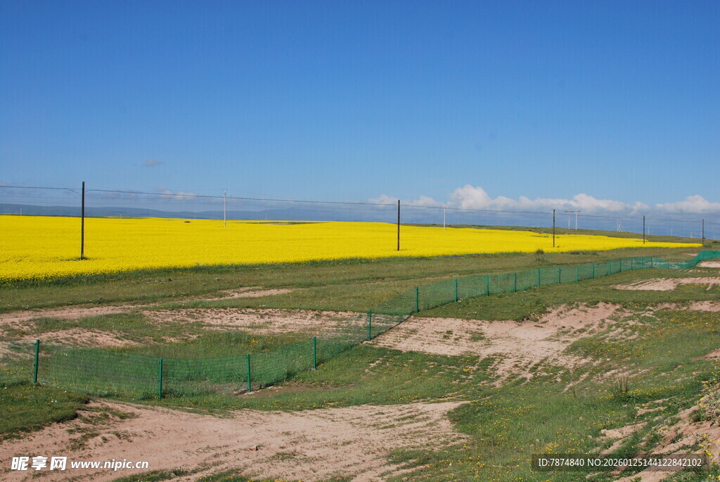 金黄油菜田的开阔风光
