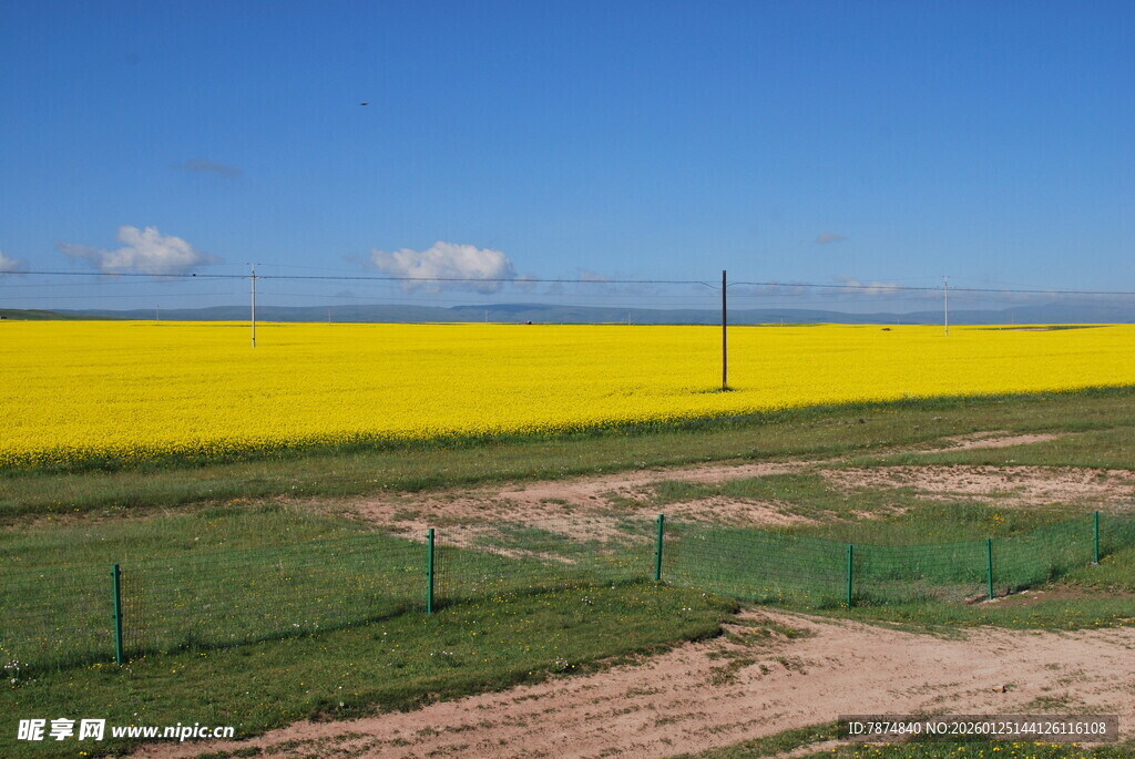 金黄油菜花田与蓝天美景