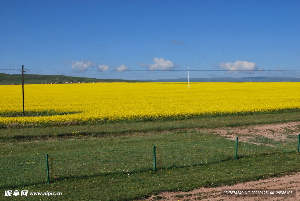 金黄油菜花田田园风光