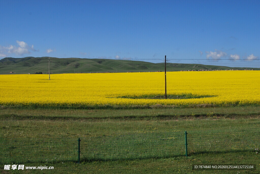 金黄油菜田 蓝天绿地景