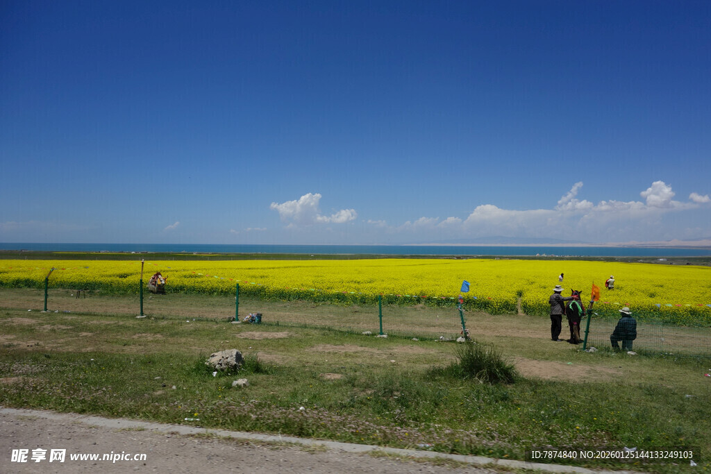金黄花海旁的休闲场景