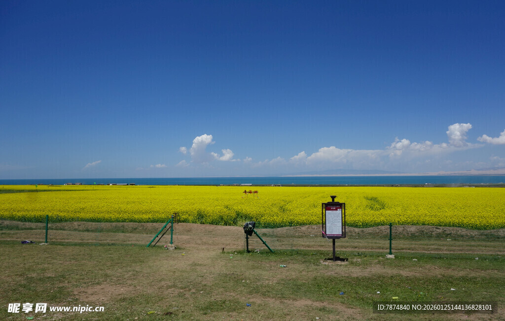金黄油菜田中的小木屋