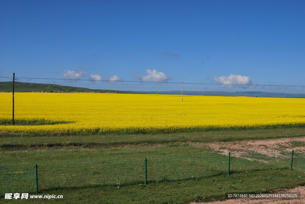 金黄油菜田 田园好风光