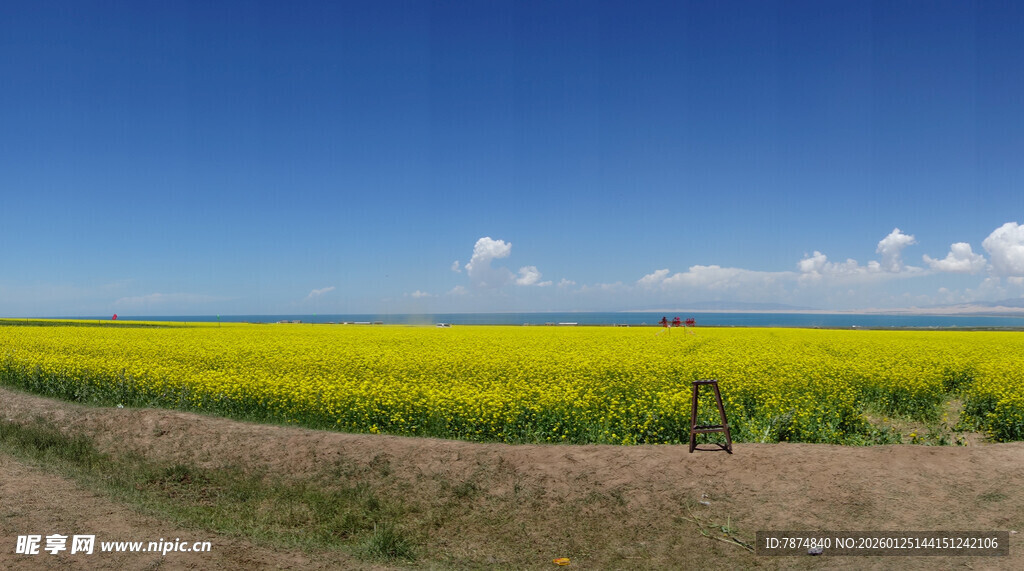 金黄油菜田 蓝天伴美景