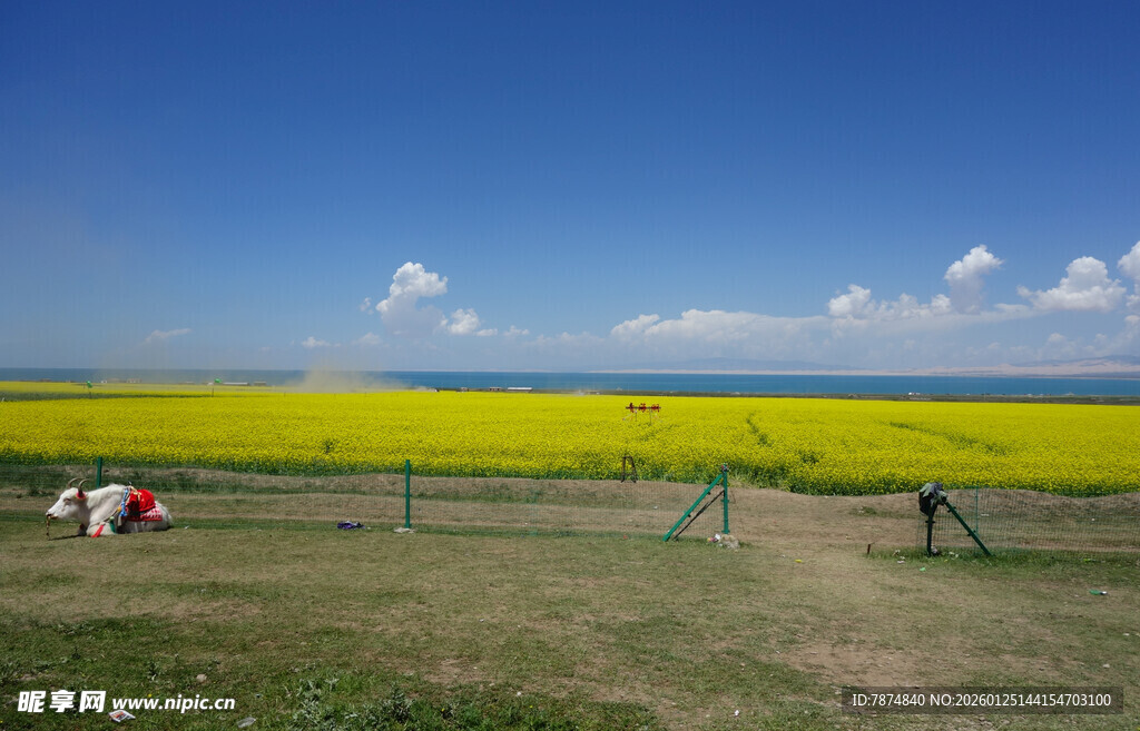 金黄油菜田中的休闲场景