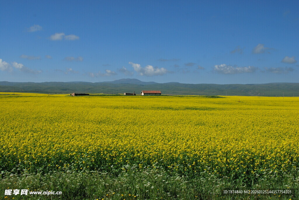 金黄油菜田 蓝天美景
