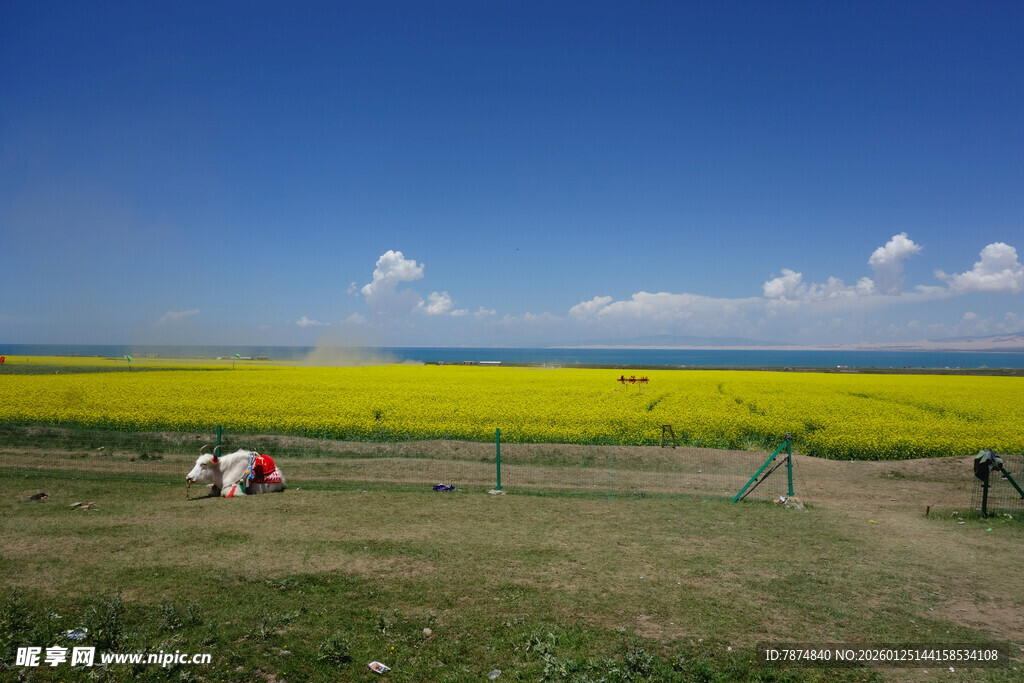 金黄油菜田中的田园风光