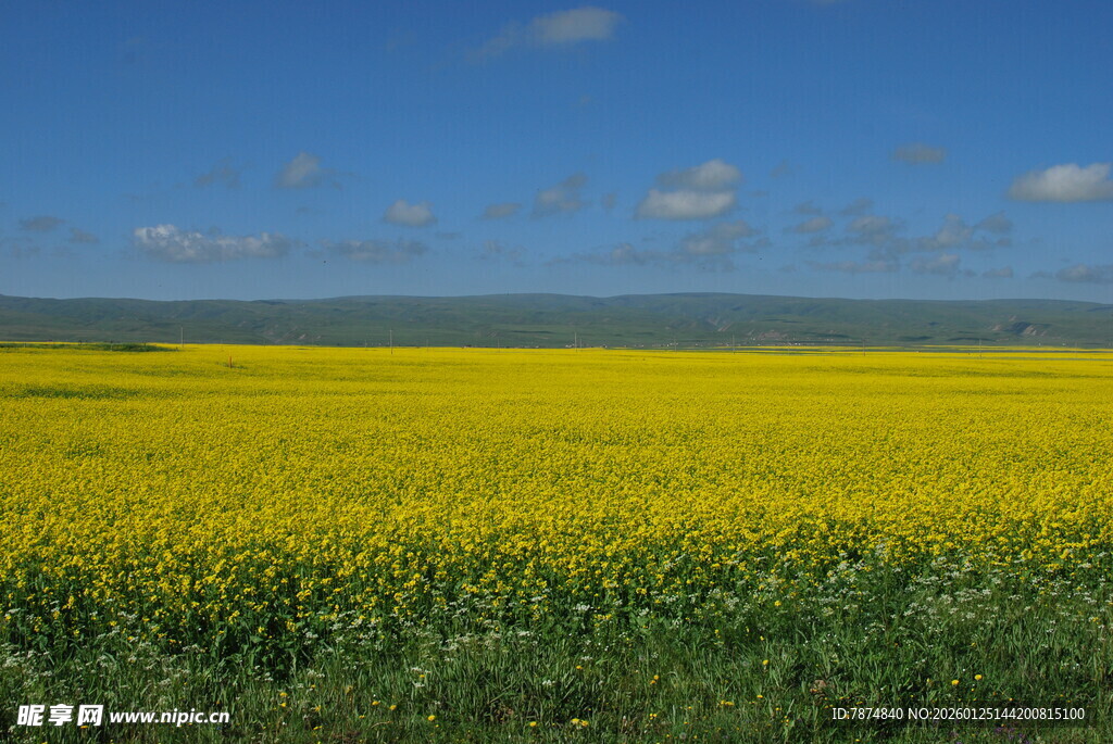金黄油菜田 蓝天相衬景