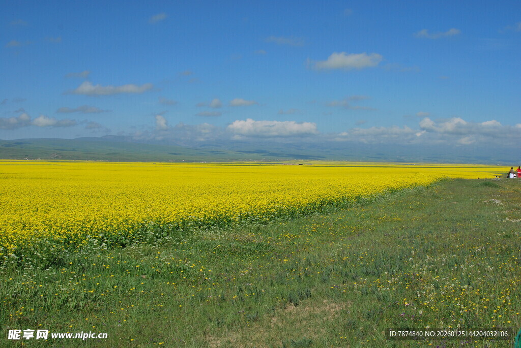 金黄油菜田与蓝天美景