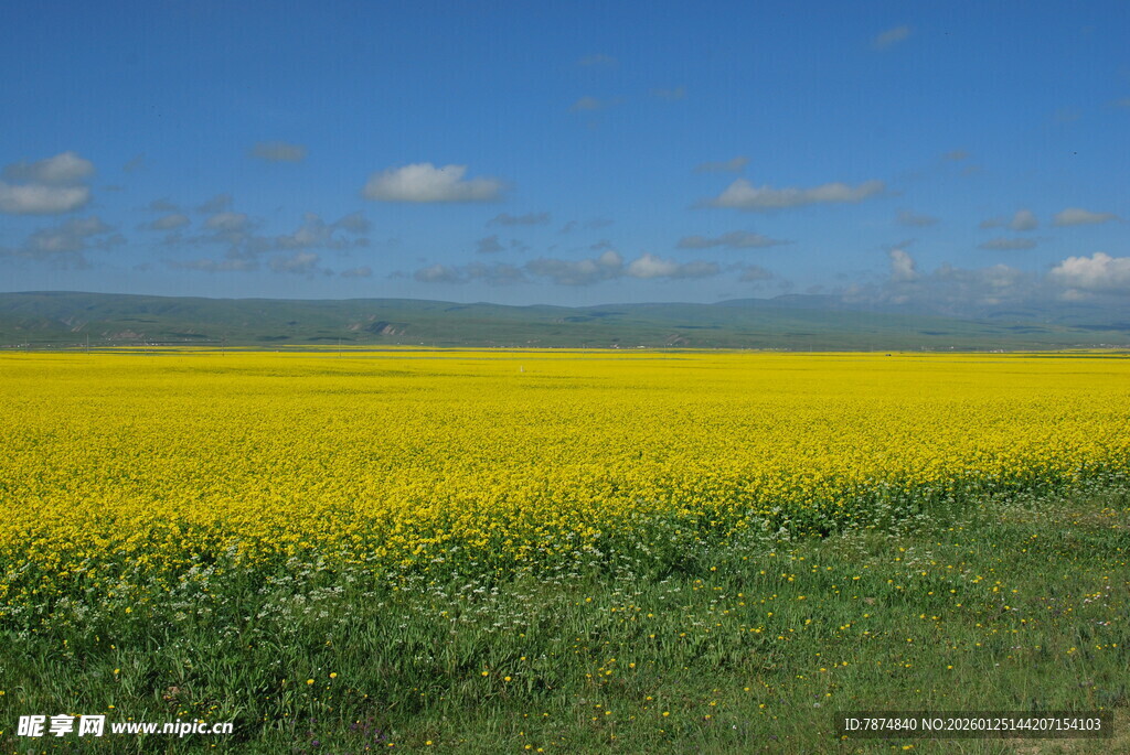 金黄油菜花海美景