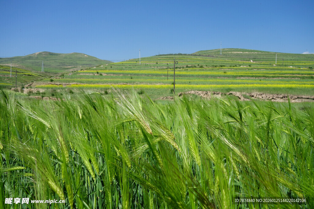 翠绿麦田与远处山峦美景