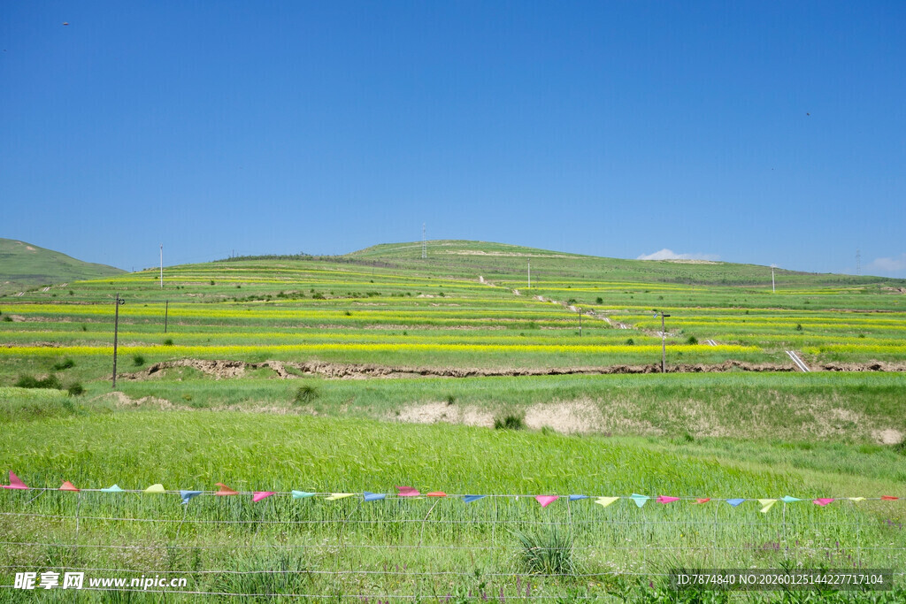田园风光 绿意盎然的田野