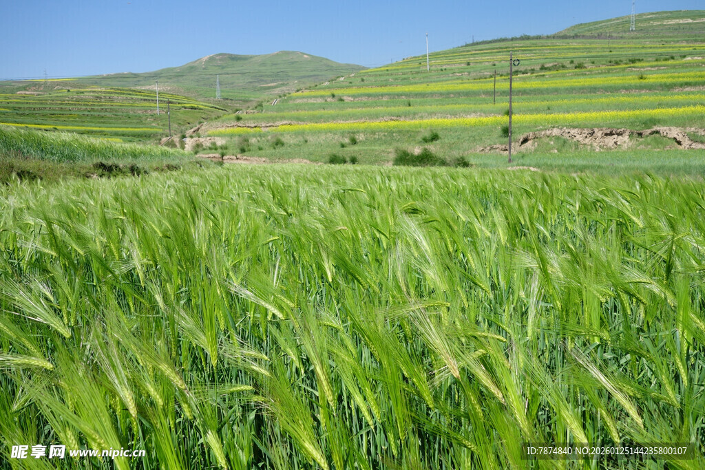 绿色麦田 远山蓝天风光美