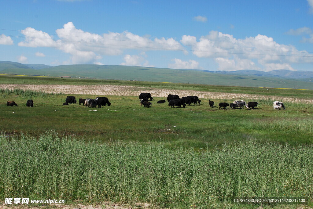 草原牧场景色