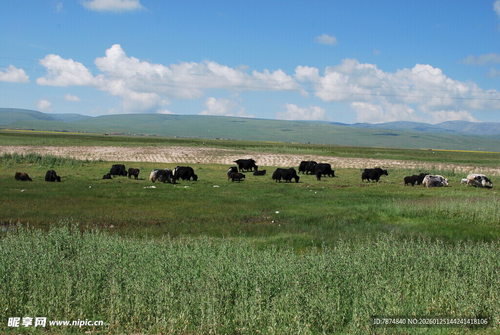 草原上的牛群
