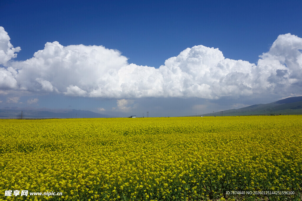 金黄花海与蓝天白云美景