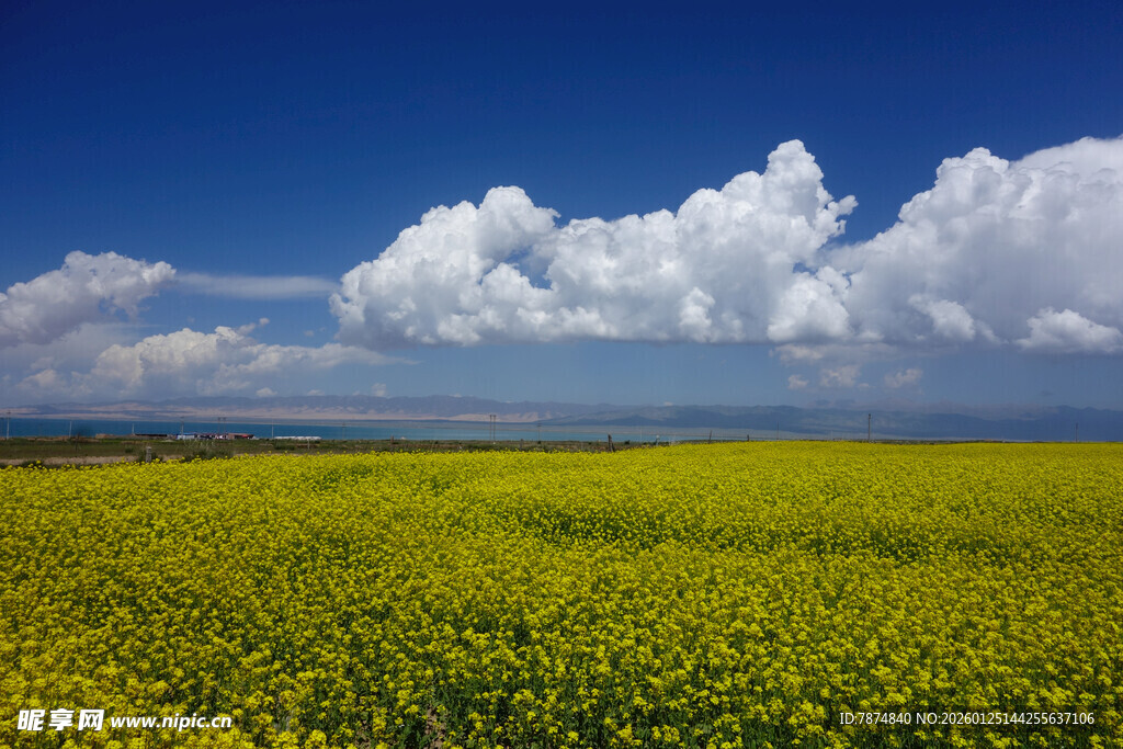 金黄油菜田与蓝天白云