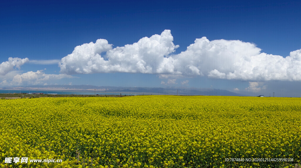 金黄油菜田与蓝天白云