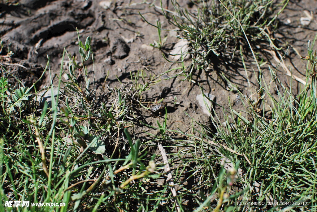地面上的泥土与杂草