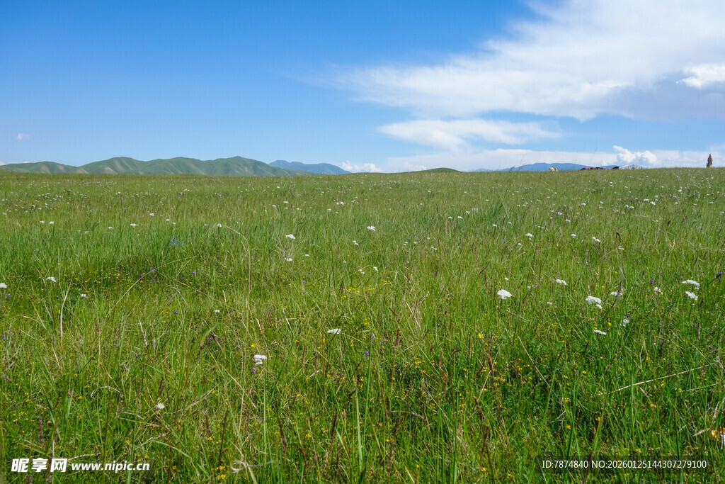 广袤草原 蓝天绿地美景