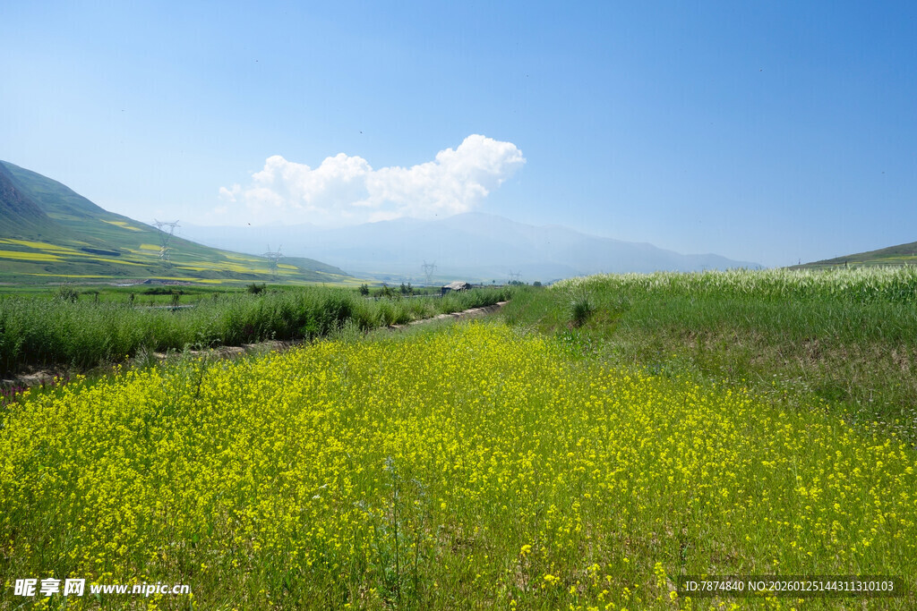 金黄花海中的开阔田园风光