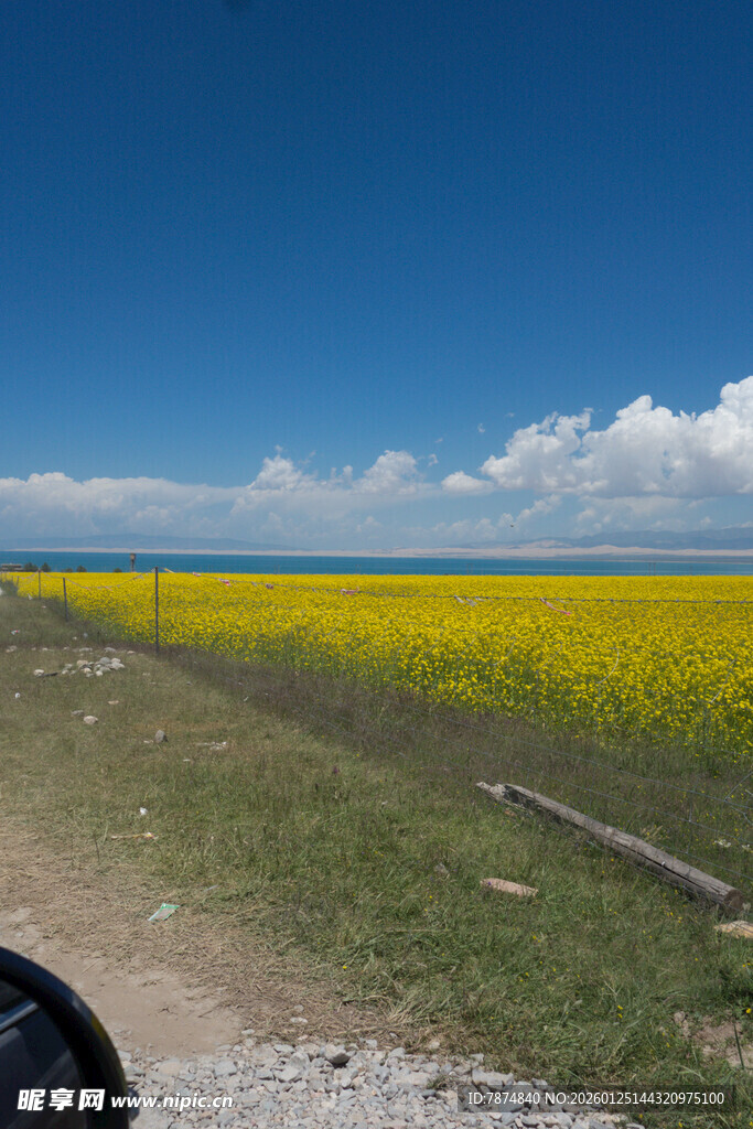 草原上的大片灿烂油菜花